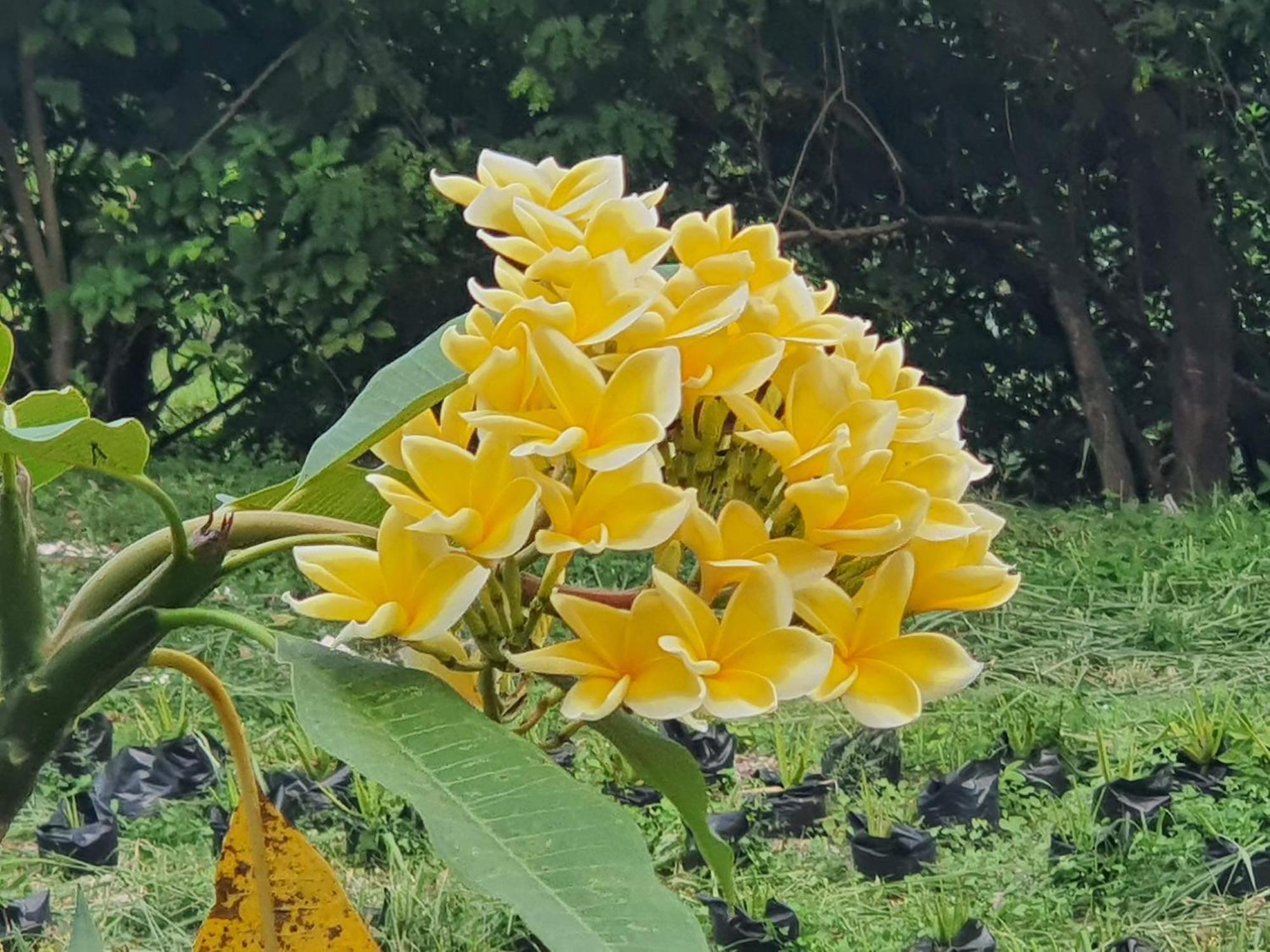 Villa Alicia Maguwo Eksteriør billede